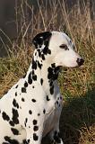 DALMATIEN 400